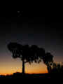 ARR_sunset_50.jpg (13368 bytes)