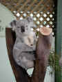 FWP_koala_50.jpg (32403 bytes)