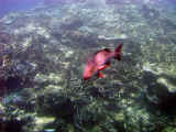 Reef_fish1_50.jpg (54269 bytes)