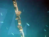 Reef_sub2_50.jpg (19844 bytes)