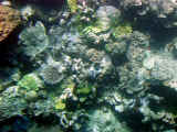 Reef_sub3_50.jpg (56396 bytes)