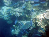 Reef_sub4_50.jpg (41514 bytes)