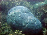 Reef_sub5_50.jpg (55998 bytes)