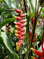 Train_flower_50.jpg (49930 bytes)